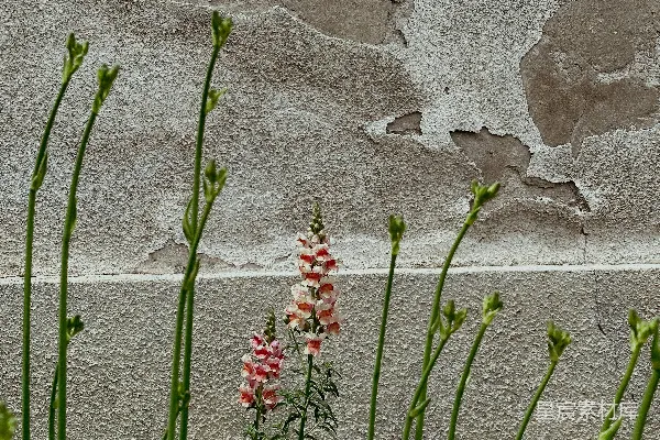 高清摄影 一束靠近墙边的花