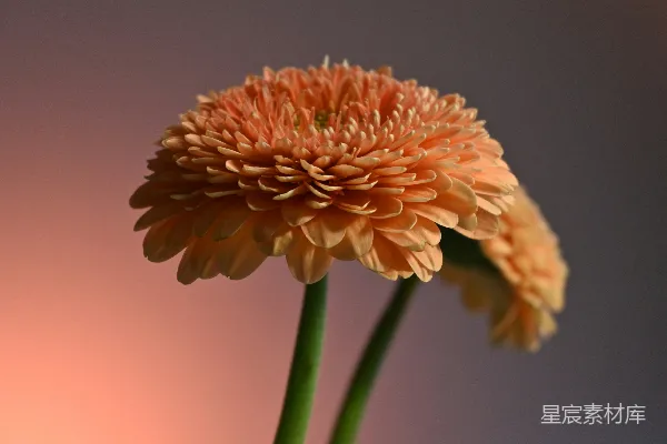 橙花的特写镜头