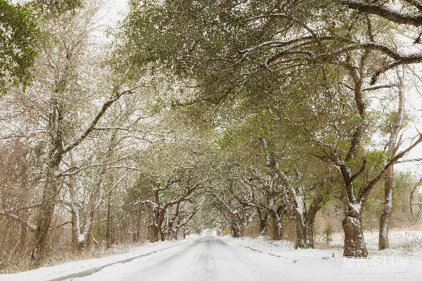 路边绿树成荫的道路