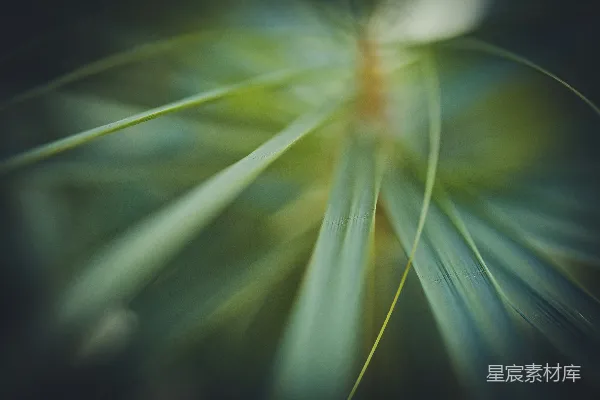一幅绿叶的特写镜头