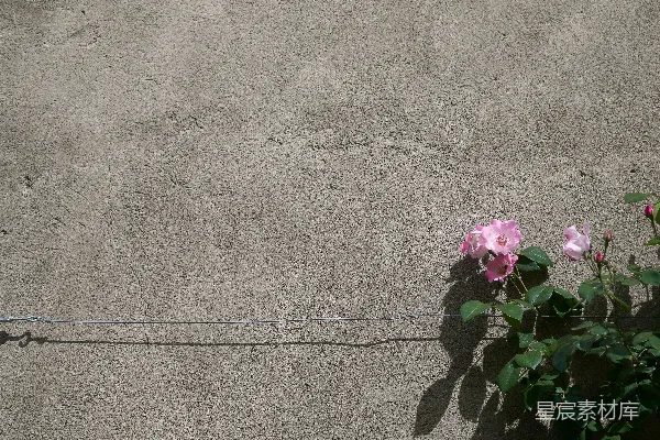 高清摄影 一些粉红色的花长在混凝土墙上。