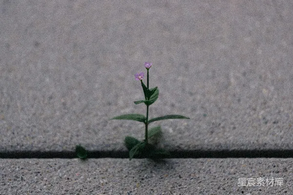 高清摄影 一条小植株从路面上冒出头来。