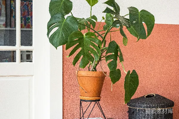 绿色植物放在棕色陶罐中