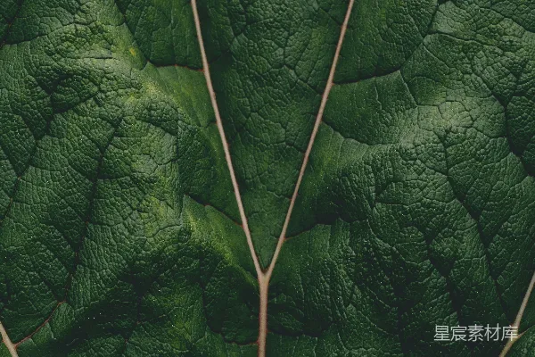 一张绿叶植物的特写镜头