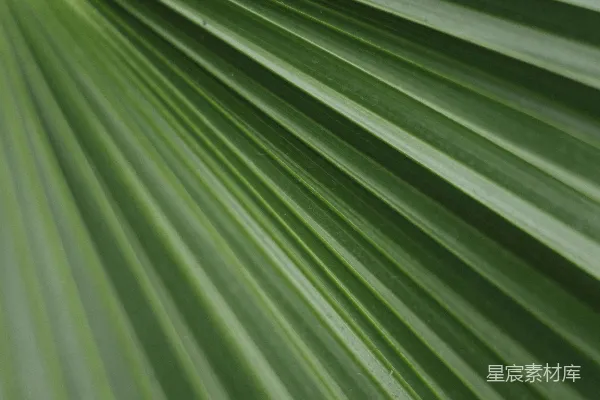 植物的特写镜头