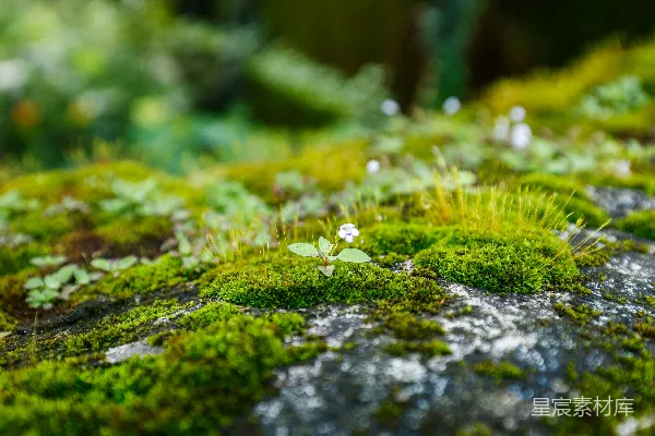 岩上生长的苔藓特写