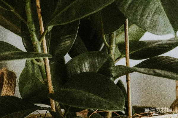 桌上的一个盆栽植物放在一个编织的篮子里。