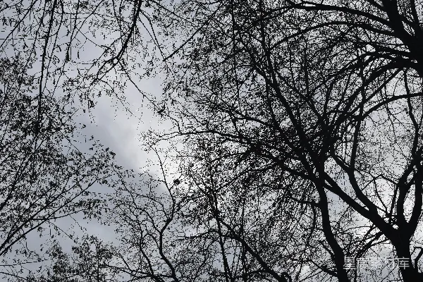 一棵树没有叶子的黑白照片