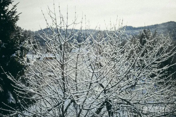 背景是山的一棵覆雪的树
