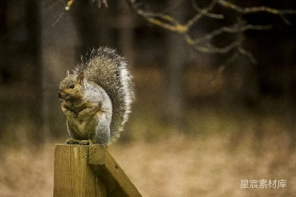 白天灰 squirrel 站在褐色木制围栏上