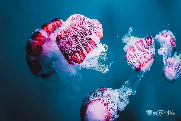 一群水中的水母在游泳
