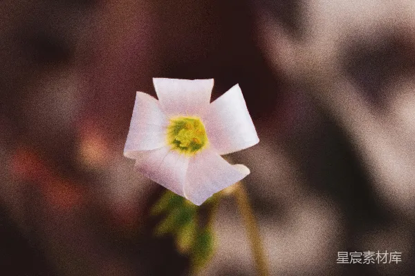 一朵白色花朵，黄色的中心