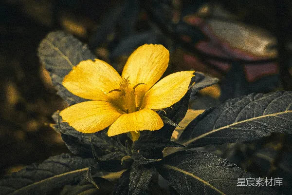 一株金黄色的花朵在绿叶间绽放。