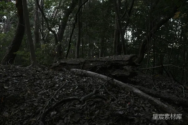 落日落入一片浓密的森林中
