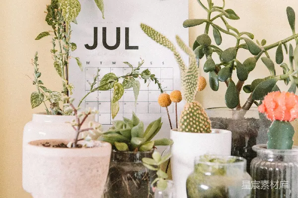 绿叶植物