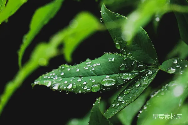 绿叶上的水珠