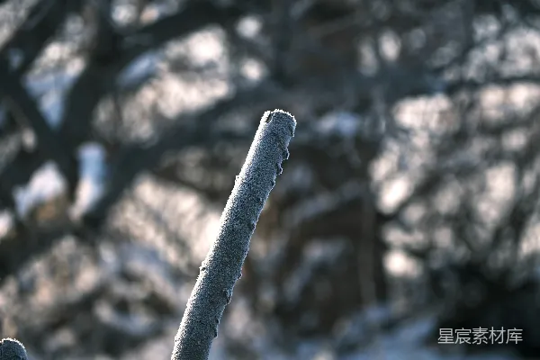 树上长出的一枝被雪覆盖