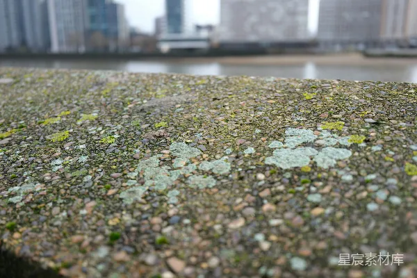高清摄影 混凝土墙上的地衣特写，背景是城市建筑。
