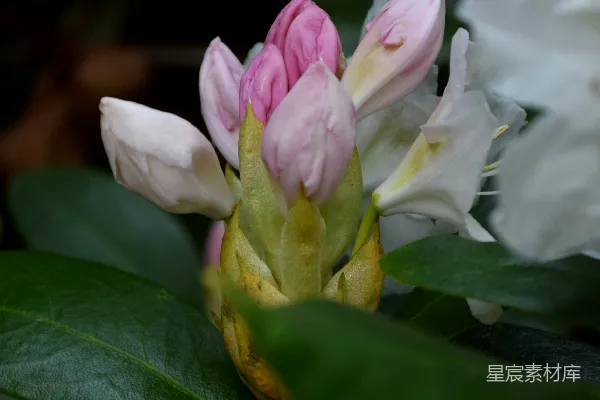 盛开的白粉莲花