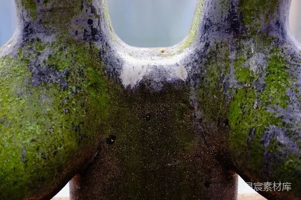 高清摄影 一株上面长有苔藓的花瓶的特写镜头。