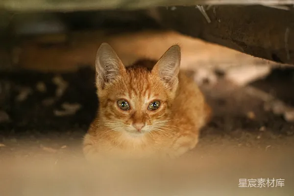 一只可爱的小橘猫正藏在下面。