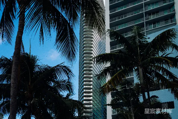 棕榈树在蓝天背景下为现代高层建筑镶边。
