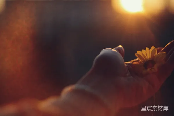 手中拿着一朵花的人