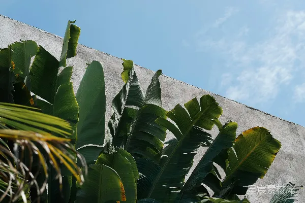 高清摄影 一座高大的建筑物前面有许多绿色植物。