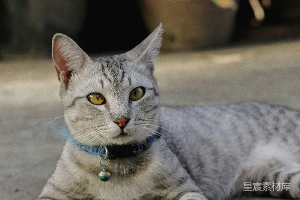 地上躺着的一只颈部有项圈的猫