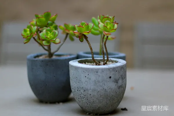 高清摄影 三个小盆栽多肉植物放在有纹理的表面上。
