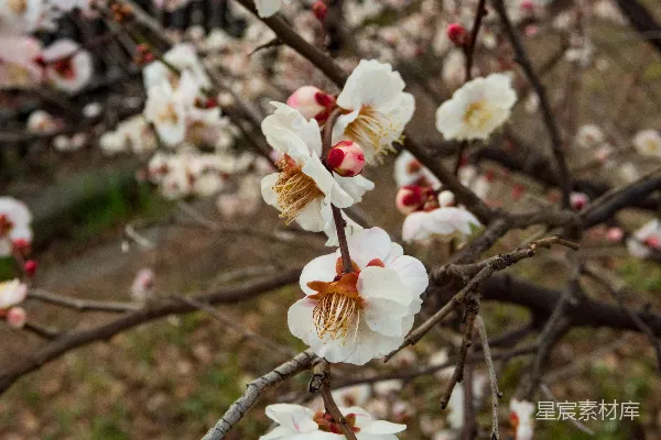 一棵树的特写镜头，上面开着白色的花朵