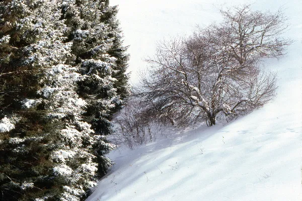一名雪板爱好者正在下雪坡滑行。