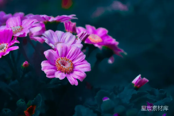 一束带绿叶的粉花