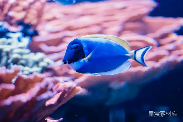 水族箱里的一条蓝白相间的鱼