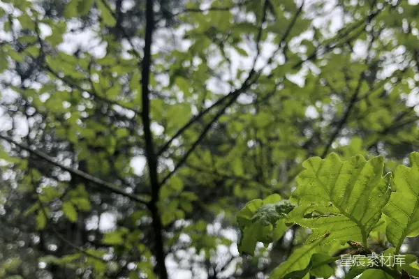一棵长有绿叶的树