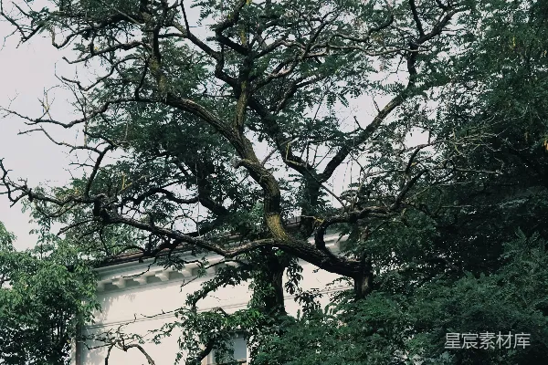 绿树环绕着白混凝土建筑