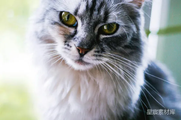 一只灰白相间的猫坐在窗台上。