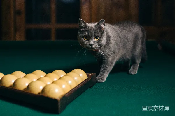 猫站在桌上游戏旁边
