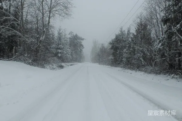 白天树木之间的道路上覆有积雪