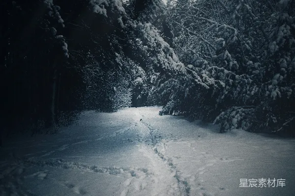 森林中一条雪覆盖的小径