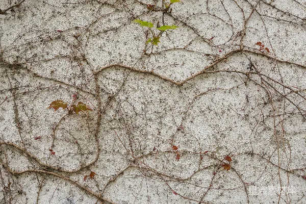 高清摄影 干枯的藤蔓上长着绿叶，背景是纹理墙。