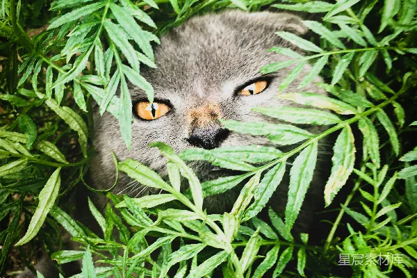 俄罗斯蓝猫在绿色的草地上