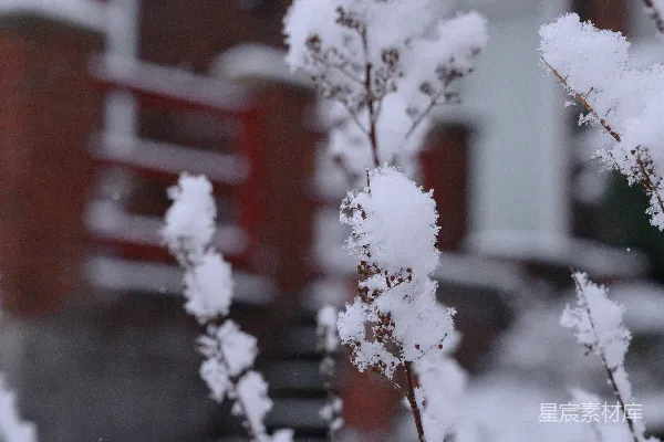 树上的白雪