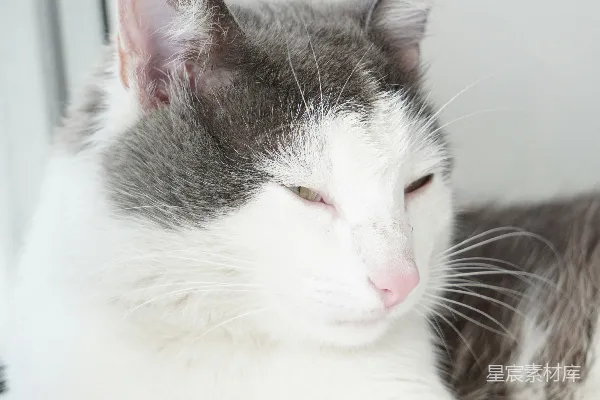 几只猫