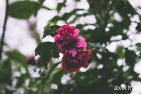 红虞美人