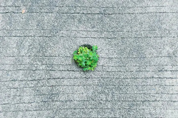 高清摄影 绿色大麻在灰色布料上