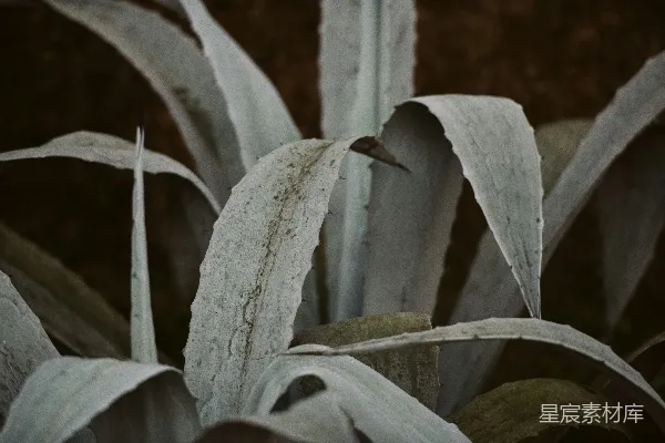 绿叶植物