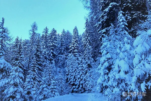 一条两旁有树木的道路覆盖着白雪