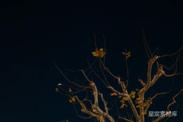 枯枝与夜空中的暗色对比