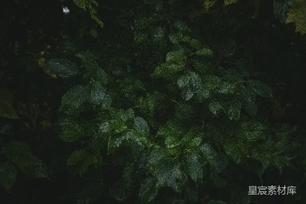 一棵树的叶子的照片有些模糊